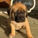 English Mastiff Puppies