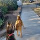 Sweet 3-Year Old Husky-German Shepherd Mix Rescue