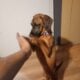 Puppy Needs Good Home