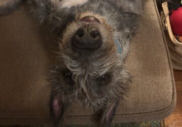 Irish Wolfhound – 13 Month Old Male
