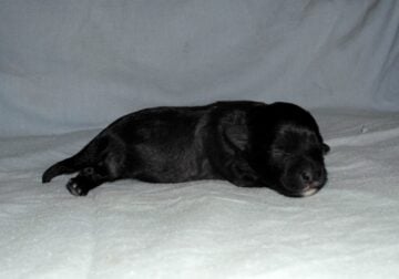 Nate – non-shedding, great for emotional support