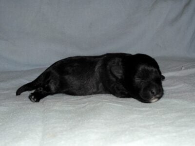 Nate – non-shedding, great for emotional support