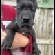Sage The Great Dane