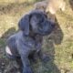 Cane corso male puppy