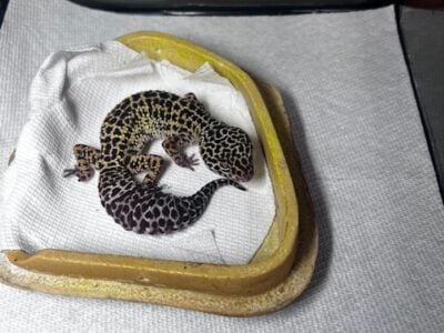 Leopard gecko available for rehoming, including ta