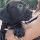 Cane corso puppies