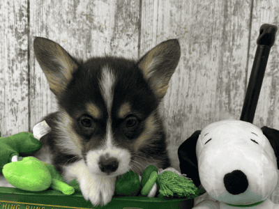 Female Corgi 1