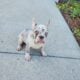 Merle lilac french bulldog
