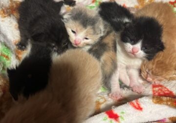 Kittens born 3/1/25 Taking Deposits
