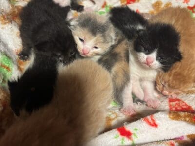 Kittens born 3/1/25 Taking Deposits