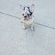 French bulldog puppy