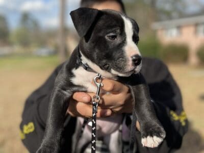 Puppy looking for forever home
