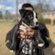 Puppy looking for forever home