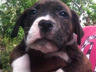 Pitbull puppies lover’s