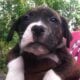 Pitbull puppies lover’s