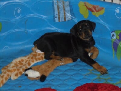 AKC Doberman puppies