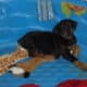 AKC Doberman puppies