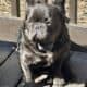 Blue Male altered 11mth blue French Bulldog