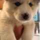 Akc registered Siberian husky puppies