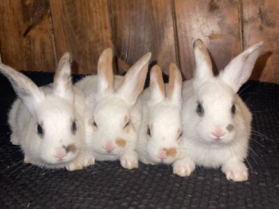 Young bunnies