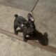 French bulldog puppies for sale fluffy carrier