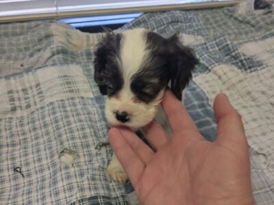 Cocker spaniel puppies