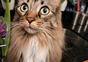 Storm needs a new home