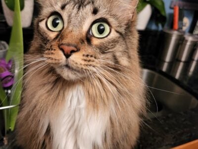 Storm needs a new home