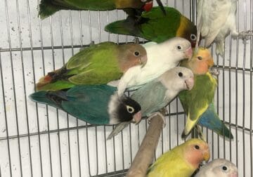 Beautiful and Healthy Lovebirds for Sale!