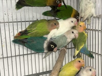Beautiful and Healthy Lovebirds for Sale!