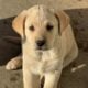 Pure Yellow Puppy Labs