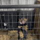 Female Rottweiler