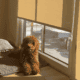 Mini Goldendoodle for sale