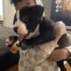 Puppy looking for forever home