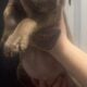 Cane Corso American Bulldog Red Nose Pitbull