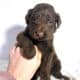 F1b Red and Chocolate Labradoodles