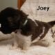 AKC Landseer Newfoundland Puppies