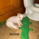 Pure bred Chihuahuas