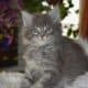 Maine coon
