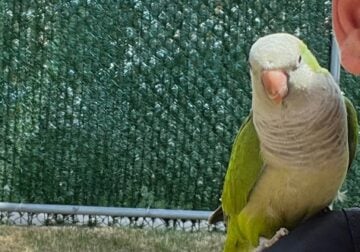 2yr old Quaker parrot