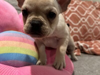 Cream Female Frenchie