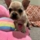 Cream Female Frenchie