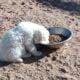 Beautiful Great Pyrenees puppies!