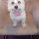 Maltipoo for Sale – Meet Tanner