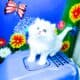 Registered Kittens: Ragdoll & Ragamuffin