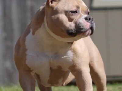 ‼️ 2yr old female ‼️