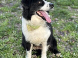 Mini Aussie Female