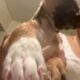 Puppies