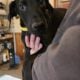 (Nyx) Black Female Doberman Puppy