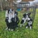 Aussie doodle puppies-7 weeks old